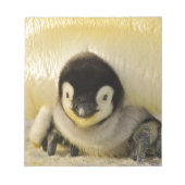 Bloc-note Penguin baby (Devant)