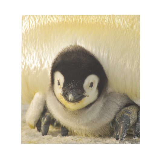 Bloc-note Penguin baby (Devant)