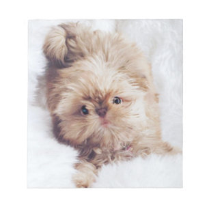 Bloc-note Penny orange foie Chih Tzu puppy papier papier