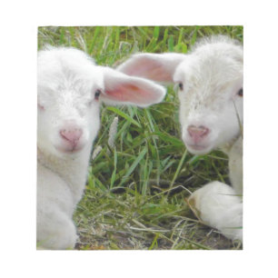 Bloc-note Pensée animale de bébé jumeau d'agneau à vous