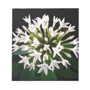 Bloc-note Pentas blancs
