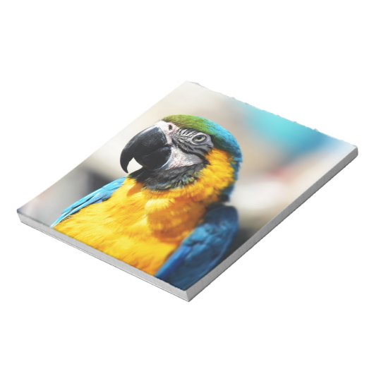 Bloc-note perroquet (Tourné)