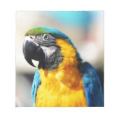 Bloc-note perroquet (Devant)