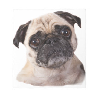 Bloc-note petit chien mignon carlin
