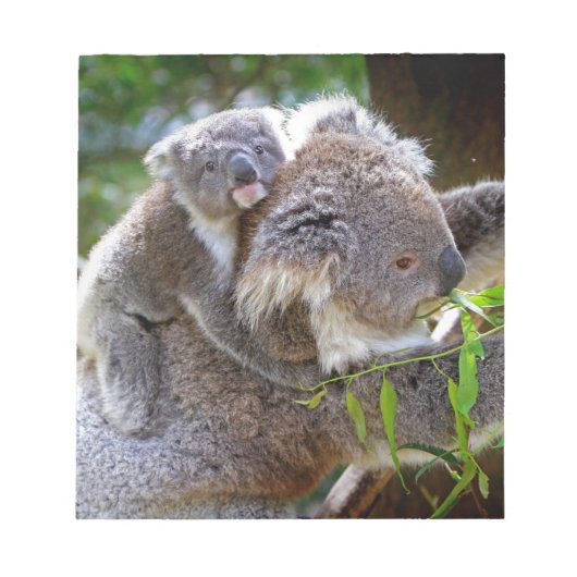 Bloc-note Petit ours koala bébé avec maman dans un arbre (Devant)
