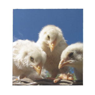 Bloc-note petite chope de poulet heureuse