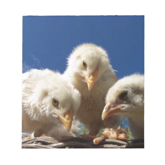 Bloc-note petite chope de poulet heureuse (Devant)