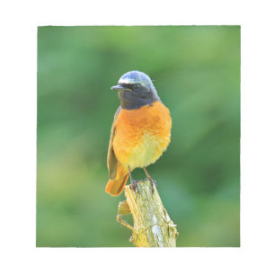 Bloc-note phoenicurus ochrurus