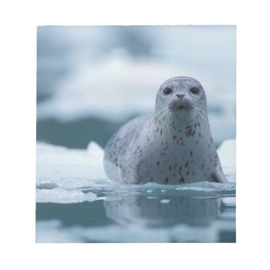 Bloc-note phoque commun du pacifique, Phoca vitulina richard (Devant)