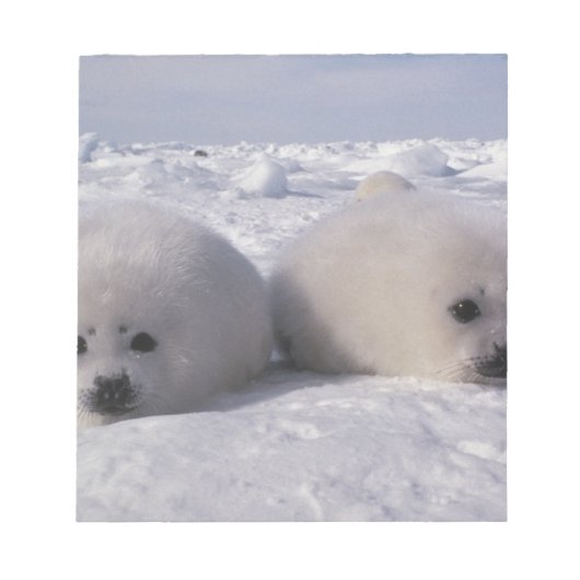 Bloc-note Phoque du Groenland (Phoca groenlandica) Gropes de (Devant)