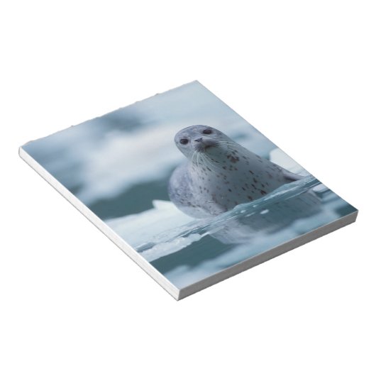 Bloc-note phoque du port pacifique, Phoca vitulina richardsi (Incliné)