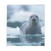 Bloc-note phoque du port pacifique, Phoca vitulina richardsi (Devant)