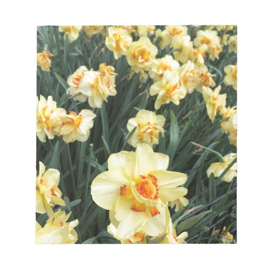 Bloc-note Photo de jonquilles (Devant)