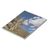 Bloc-note Pinède de Bristlecone dans la forêt ancienne de Br (Tourné)