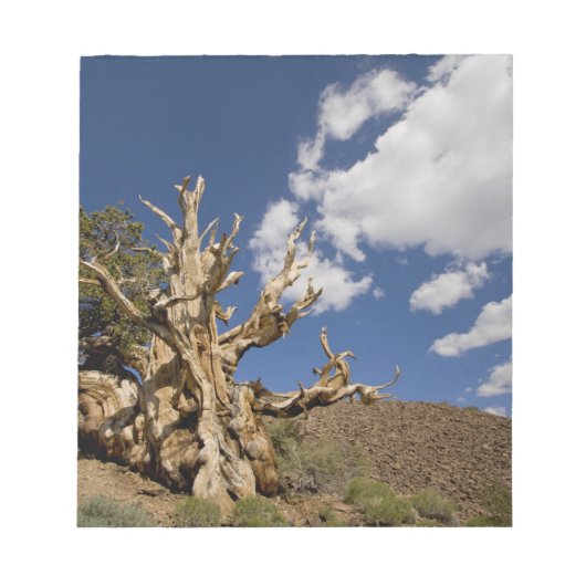 Bloc-note Pinède de Bristlecone dans la forêt ancienne de Br (Devant)