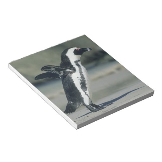 Bloc-note Pingouin africain (Incliné)