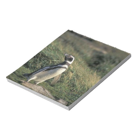 Bloc-note Pingouin magellanique (Spheniscus magellanicus), (Tourné)