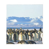 Bloc-note Pingouins empereurs (Devant)