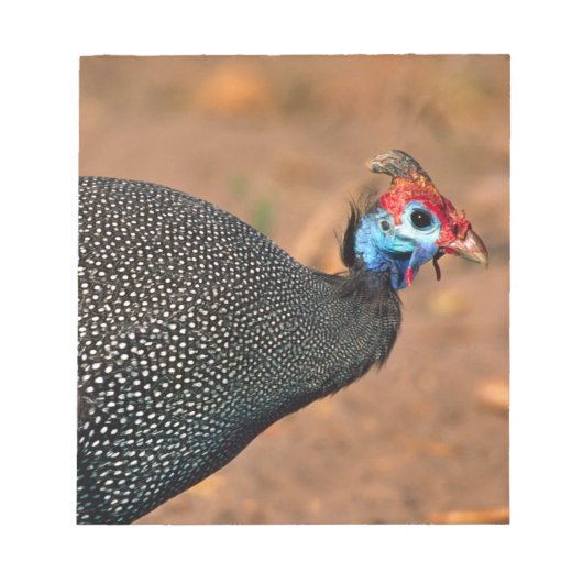 Bloc-note Pintade à casque (Numida meleagris). Afrique, (Devant)