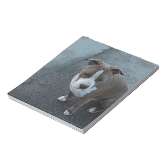 Bloc-note Pitbulbe blanc et gris sur béton (Tourné)