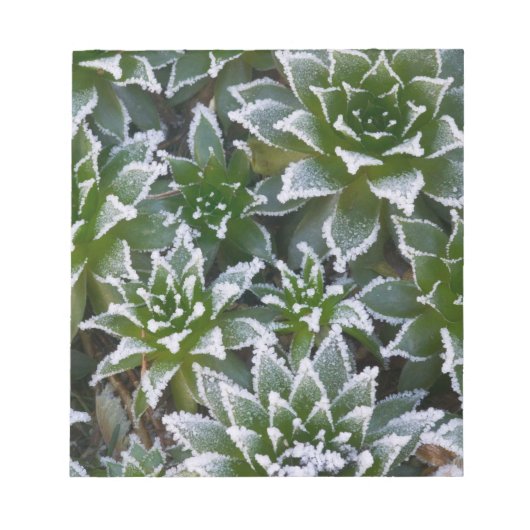Bloc-note Plante grasse Hen & Chicks avec gelée au début (Devant)