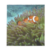 Bloc-note Poisson clown ( Amphiprion ocellaris ) (Devant)