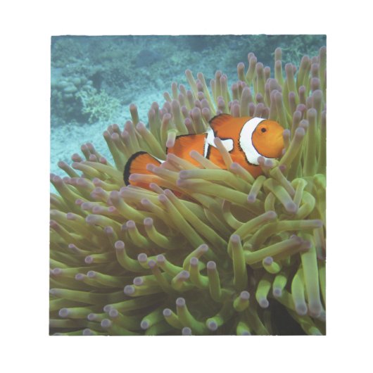 Bloc-note Poisson-clown occidental (Amphiprion ocellaris) (Devant)