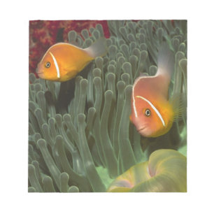Bloc-note Poisson-clown rose dans l'anémone de mer magnifiqu