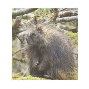 Bloc-note Porcupine déterminé