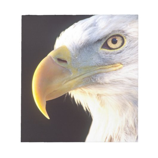 Bloc-note Portrait d'aigle royal, Haliaeetus leucocephalus, (Devant)