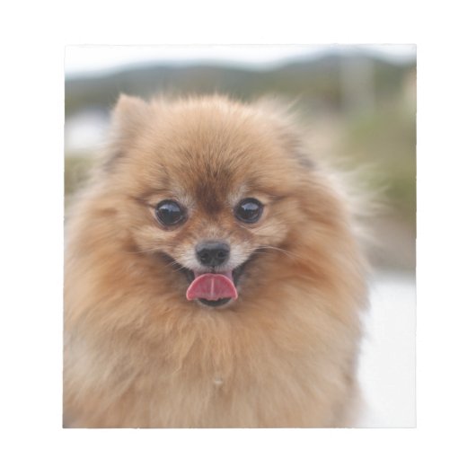 Bloc-note Portrait de chien Pomeranian (Devant)