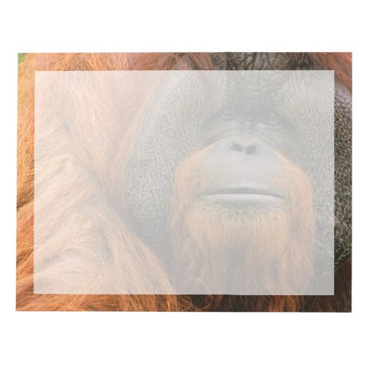 Bloc-note Portrait d'un orang-outan mâle, Géorgie, États-Uni (Devant)