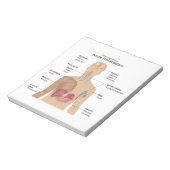 Bloc-note Principaux symptômes de l'infection aiguë par le V (Tourné)