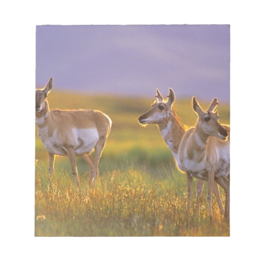 Bloc-note Pronghorn Antelope dans le Montana (Devant)