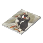 Bloc-note Puffins de l'Atlantique sur l'île des phoques Mach (Tourné)