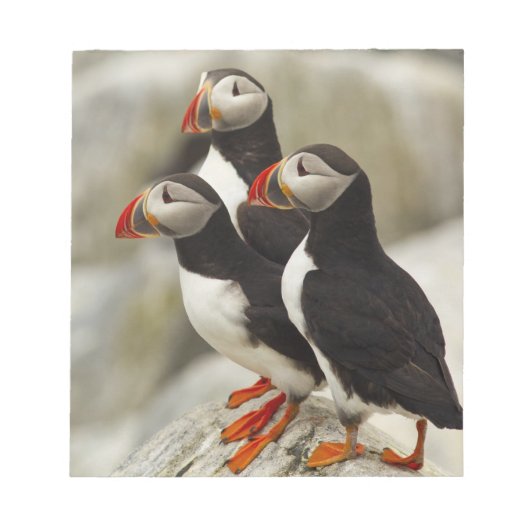 Bloc-note Puffins de l'Atlantique sur l'île des phoques Mach (Devant)