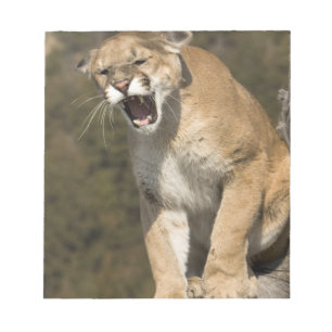 Bloc-note Puma ou lion de montagne, puma concolor, En captiv