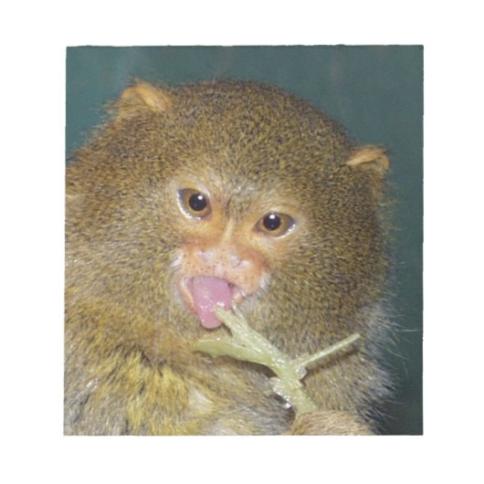 Bloc-note pygmymarmoset10x10 (Devant)