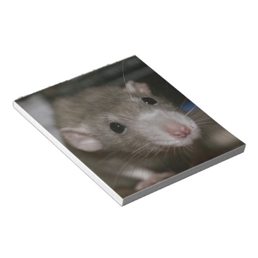 Bloc-note Rat curieux (Incliné)