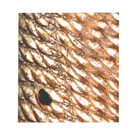 Bloc-note "Redfish" - Red Drum by PatternWear © (Devant)