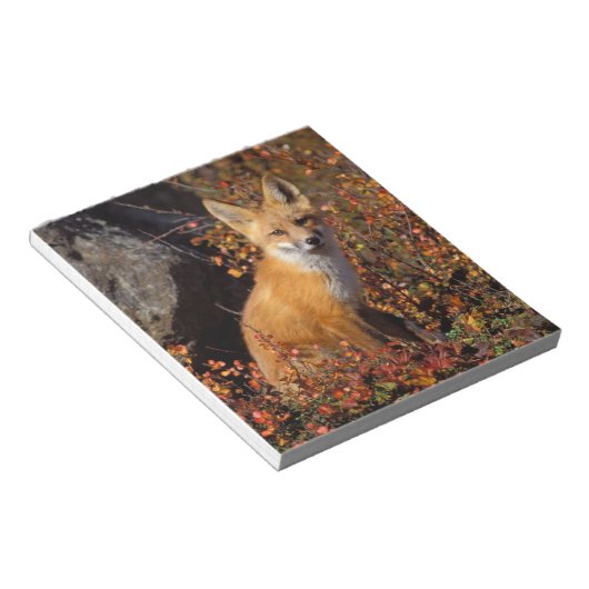 Bloc-note renard rouge, Vulpes vulpes, en couleurs automnale (Incliné)