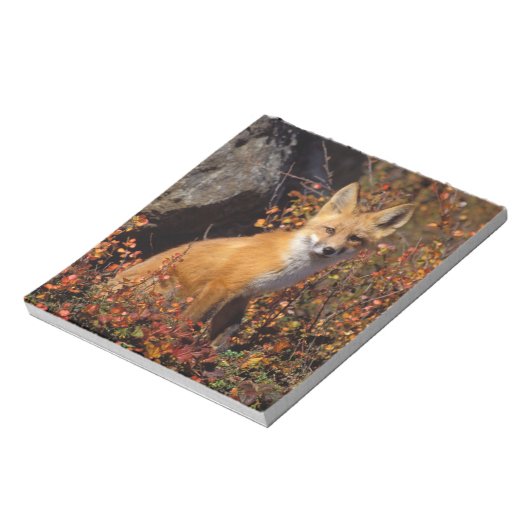 Bloc-note renard rouge, Vulpes vulpes, en couleurs automnale (Tourné)