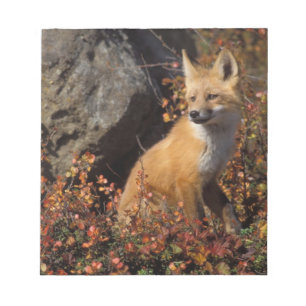 Bloc-note renard roux, Vulpes vulpes
