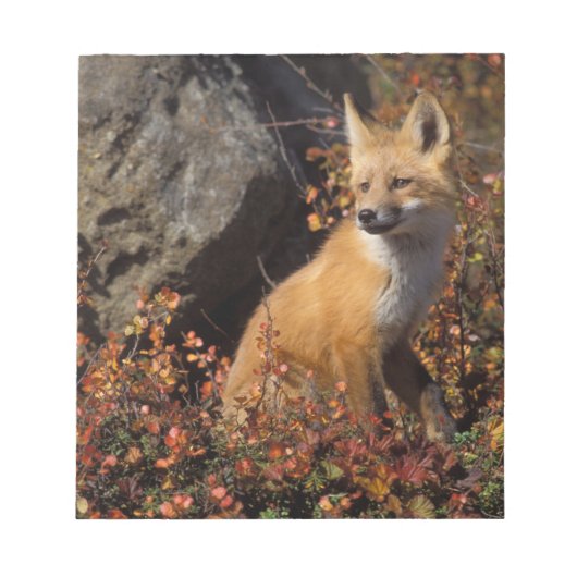 Bloc-note renard roux, Vulpes vulpes (Devant)