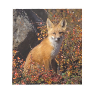 Bloc-note renard roux, Vulpes vulpes, en couleurs d'automne 