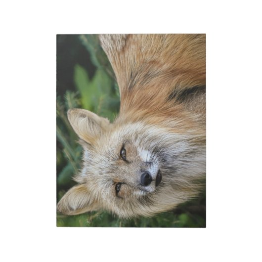 Bloc-note Renard sauvage (Tourné)