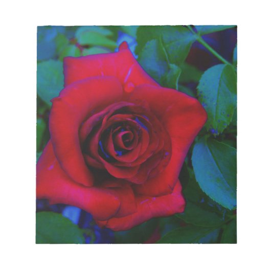 Bloc-note Roses rouges aux tons bleus (Devant)