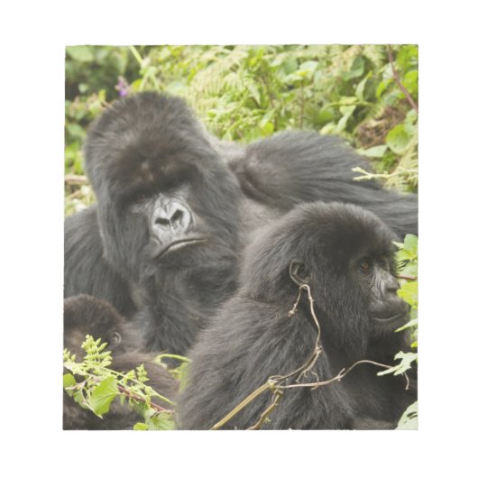 Bloc-note Rwanda, Parc national des Volcans (Devant)