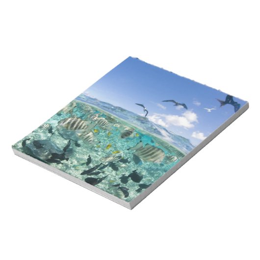 Bloc-note safari sur la lagune avec Stingrays (Tourné)