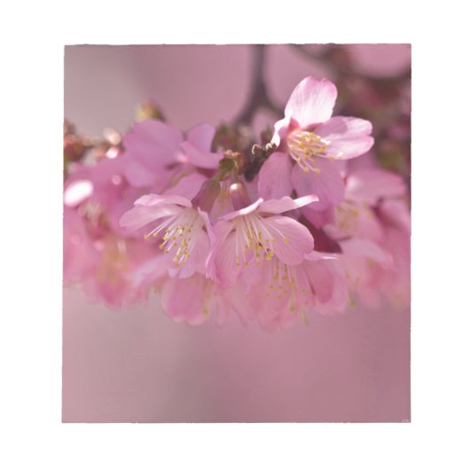 Bloc-note Sakura Cherry Blossoms Delicate Pink Bouquet (Devant)